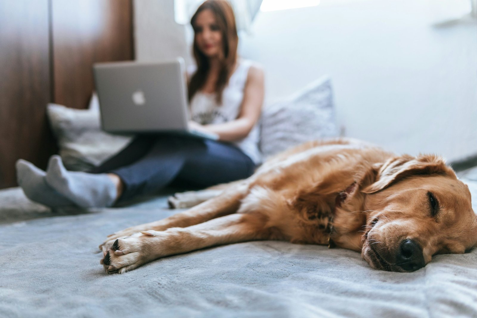 The Ultimate Guide to the Best Dog Beds for Your Furry Friend